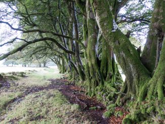 Ancient Trees Credit Dave Roberts