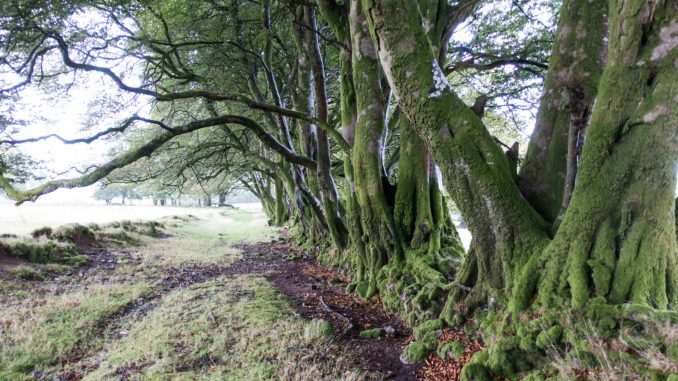 Ancient Trees Credit Dave Roberts